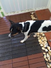 Patch - Mixed Breed Dog