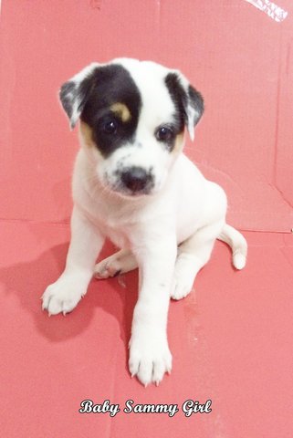 Baby Sammy Girl - Mixed Breed Dog