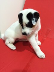 Baby Sammy Girl - Mixed Breed Dog