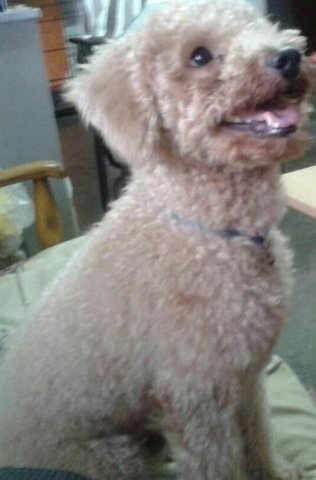 Crixus - Poodle Dog