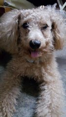 Crixus - Poodle Dog