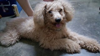 Crixus - Poodle Dog