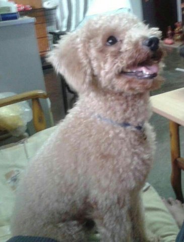 Crixus (Chuk Chuk) - Poodle Dog