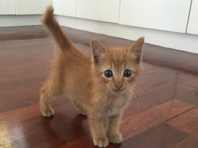 Ginger Kitten - Domestic Short Hair Cat