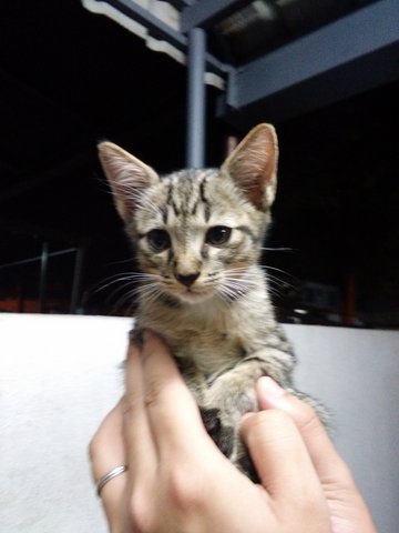 2 Months Kitten For Adoption - Domestic Short Hair Cat