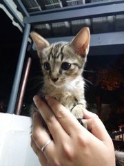 2 Months Kitten For Adoption - Domestic Short Hair Cat