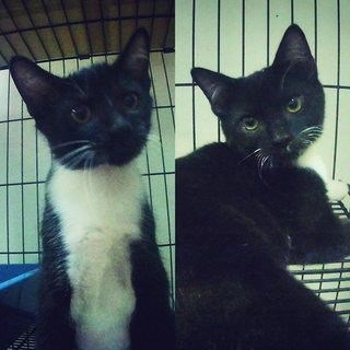 Oreo (left) & Blackie (right)