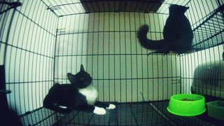 Oreo & Blackie