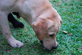 Rufee - Labrador Retriever Dog