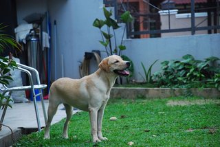 Rufee - Labrador Retriever Dog