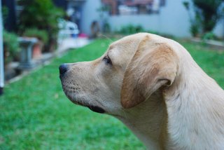 Rufee - Labrador Retriever Dog