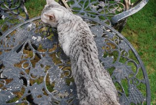 Hero - Egyptian Mau Cat