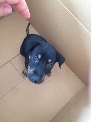 Unnamed (For Future Owner To Name)  - Mixed Breed Dog