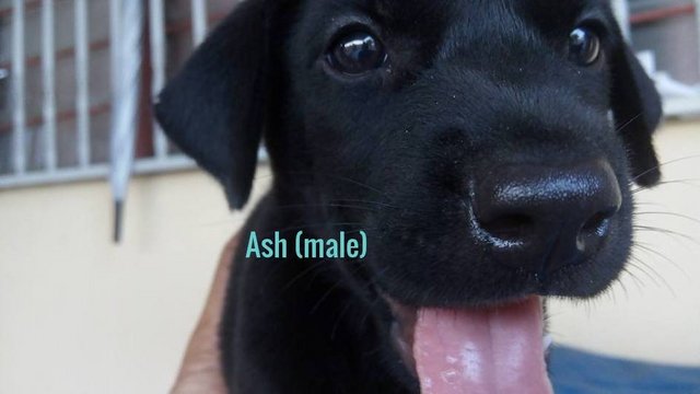 Ash - Mixed Breed Dog