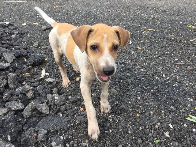 Polo - Terrier Mix Dog