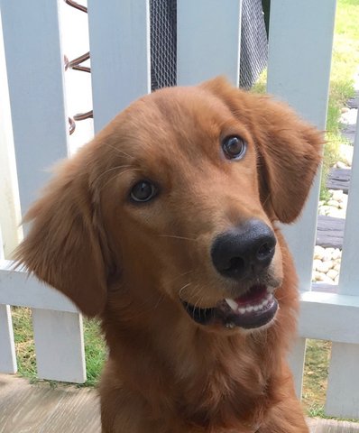 Ben - Golden Retriever Dog