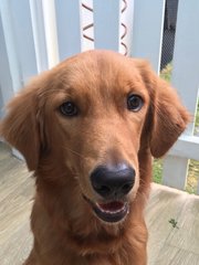 Ben - Golden Retriever Dog