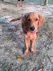 Ben - Golden Retriever Dog