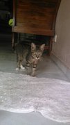 Lusi - American Shorthair Cat