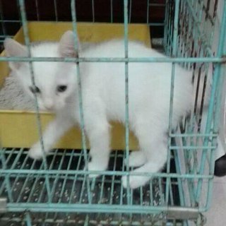 Putih Kontot - Turkish Van + Domestic Short Hair Cat