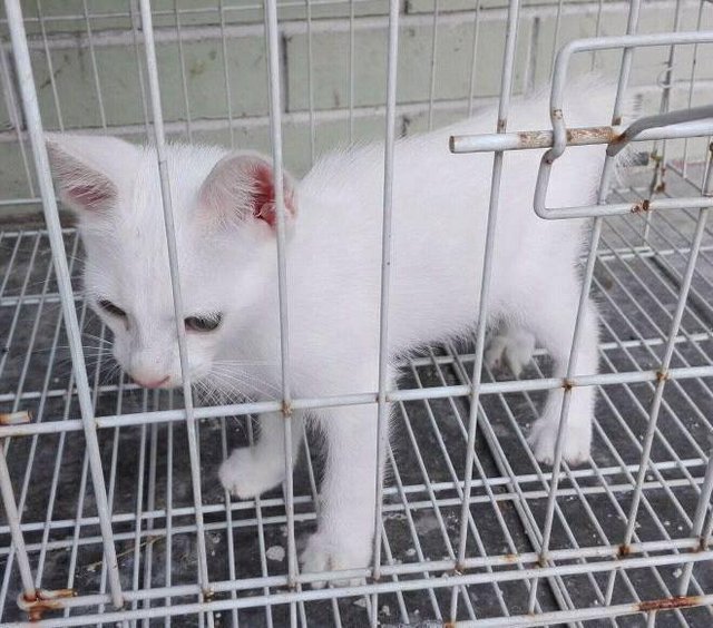 Putih Kontot - Turkish Van + Domestic Short Hair Cat