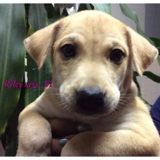 Riley(M) - adopted