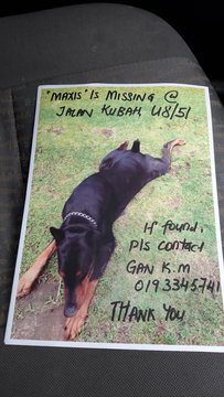 Maxis - Doberman Pinscher Dog