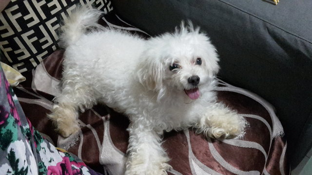 Mochi - Maltese Dog