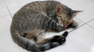 Maru - Tabby Cat