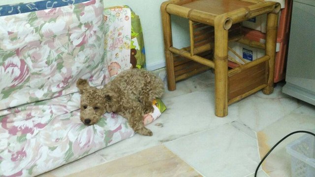 Happy - Poodle Dog