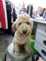 Happy - Poodle Dog