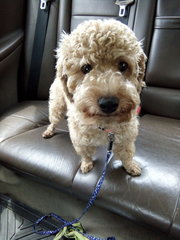 Happy - Poodle Dog