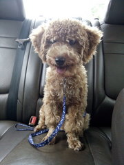 Happy - Poodle Dog