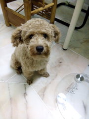 Happy - Poodle Dog