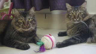 Juno &amp; Miko - Norwegian Forest Cat + Domestic Long Hair Cat