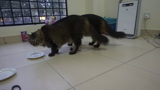 Juno &amp; Miko - Norwegian Forest Cat + Domestic Long Hair Cat