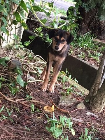 Shy Female Puppy - Mixed Breed Dog