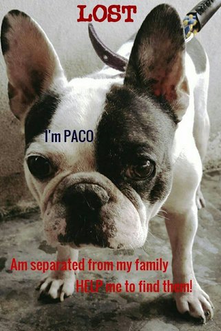 Paco - French Bulldog Dog