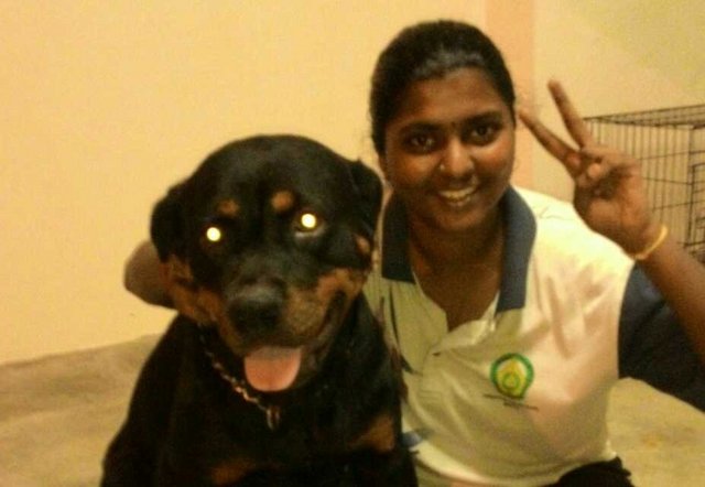 Shasha - Rottweiler Dog