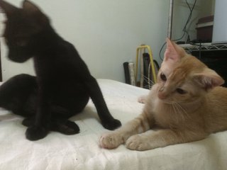 Dash, Albert And Tommy  - Domestic Short Hair Cat