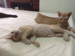 Dash, Albert And Tommy  - Domestic Short Hair Cat