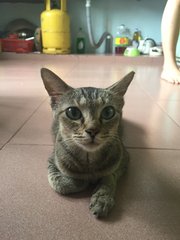 Coco  - Domestic Short Hair Cat