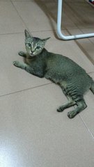 Coco  - Domestic Short Hair Cat