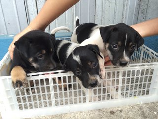 Blacky And Polka Dot - Mixed Breed Dog