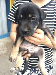 Blacky And Polka Dot - Mixed Breed Dog