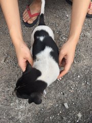 Blacky And Polka Dot - Mixed Breed Dog