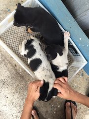 Blacky And Polka Dot - Mixed Breed Dog