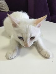 Snowball - Domestic Medium Hair Cat