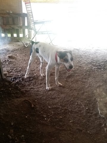 Happy - Mixed Breed Dog