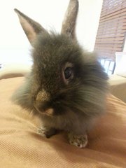 [Adopted!] Muffin - Angora Rabbit Rabbit